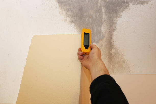 Best Emergency Mold Remediation  in Waterloo, NE