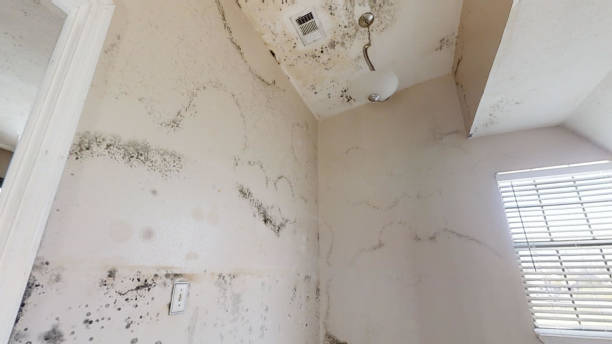 Best Air Quality Testing for Mold Spores  in Waterloo, NE