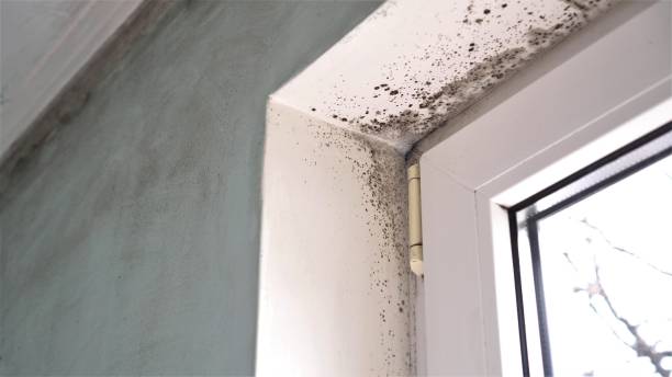 Best Mold Removal for HVAC Installations  in Waterloo, NE