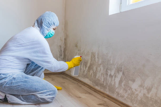 Best Basement Mold Removal  in Waterloo, NE