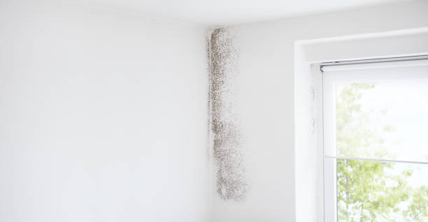 Mold Odor Removal Services in Waterloo, NE