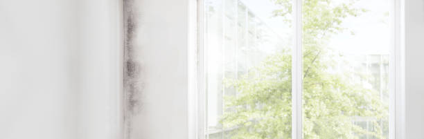 Waterloo, NE Mold Removal Company